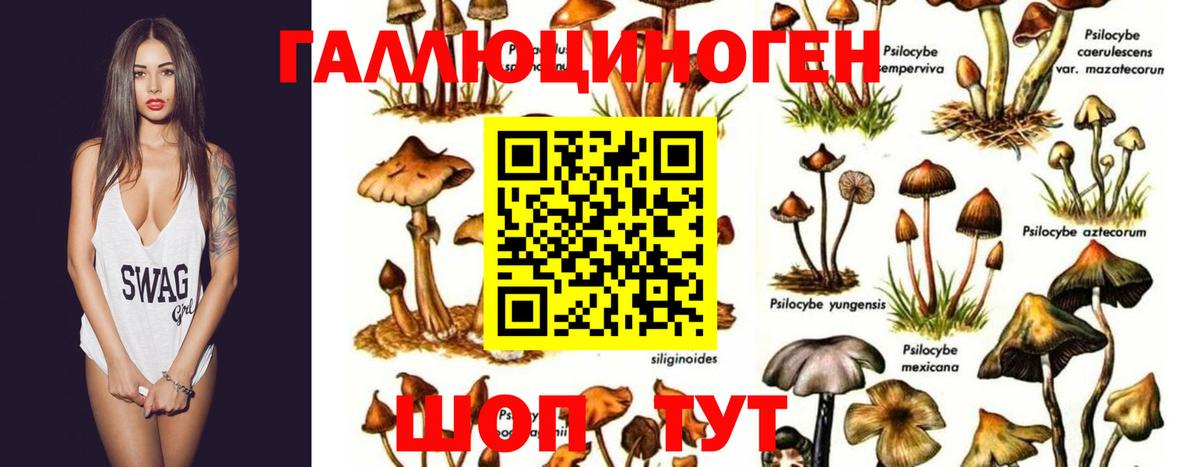 Псилоцибиновые грибы Magic Shrooms Ртищево